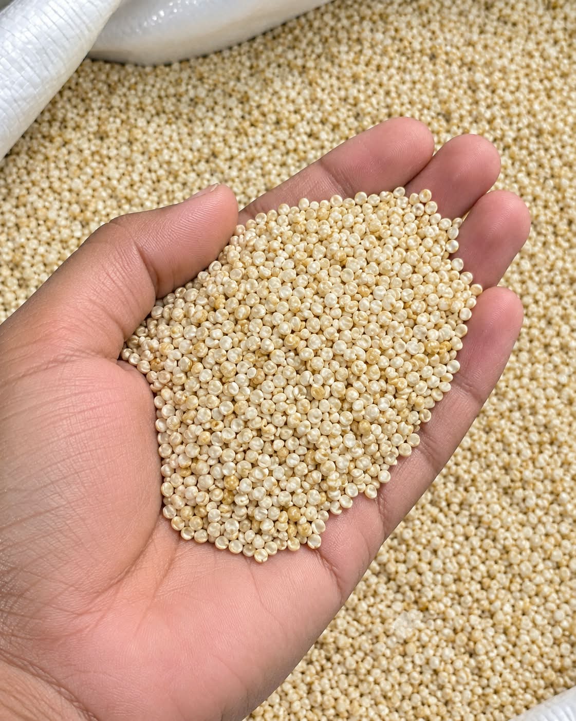 Quinoa Seeds