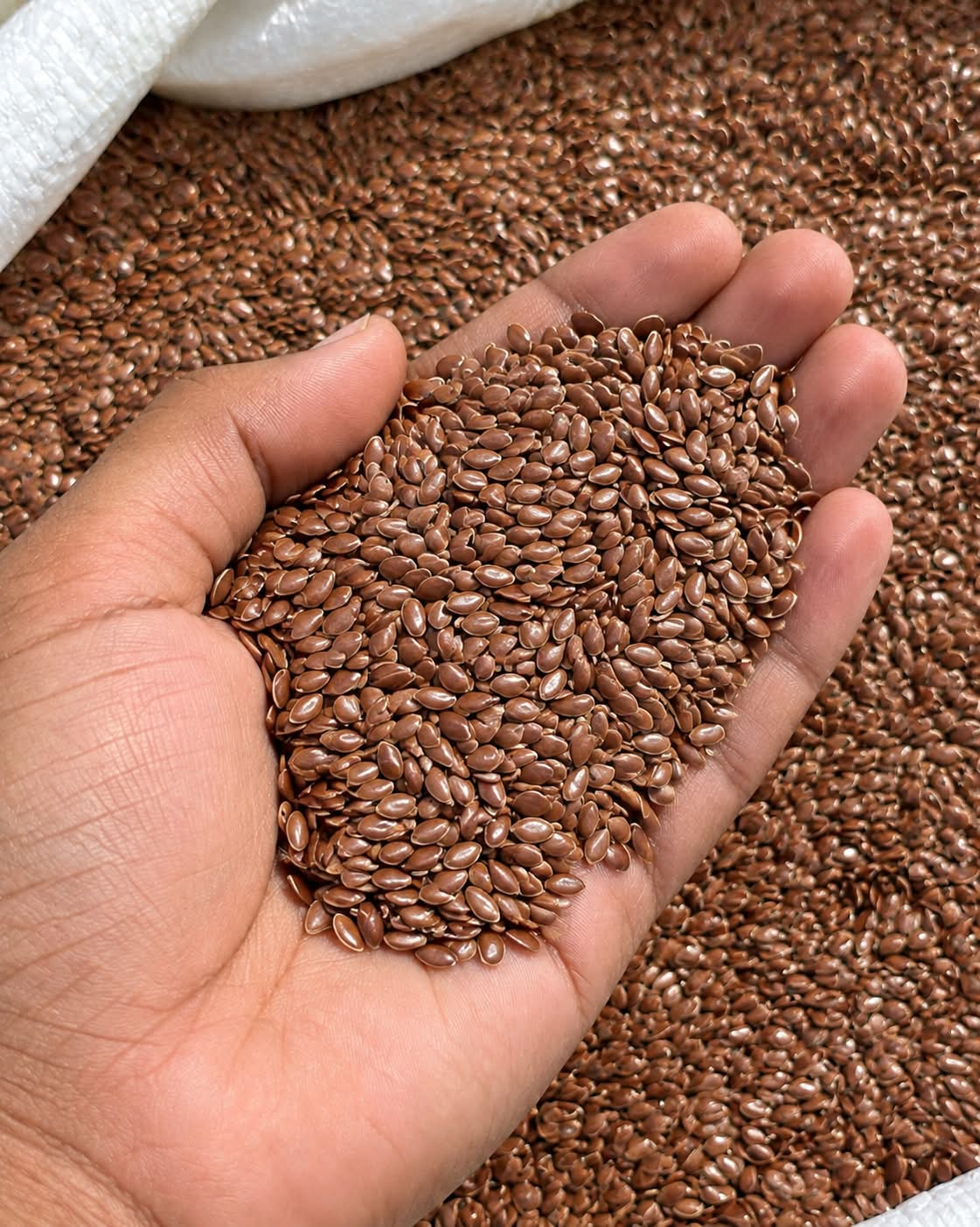 Flax Seeds